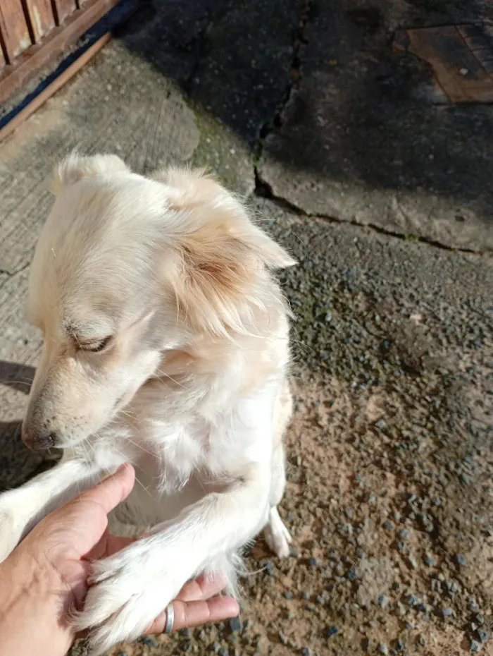 Cachorro raça SRD-ViraLata idade 5 anos nome Luna 