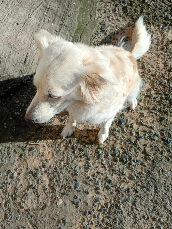 Cachorro raça SRD-ViraLata idade 5 anos nome Luna 