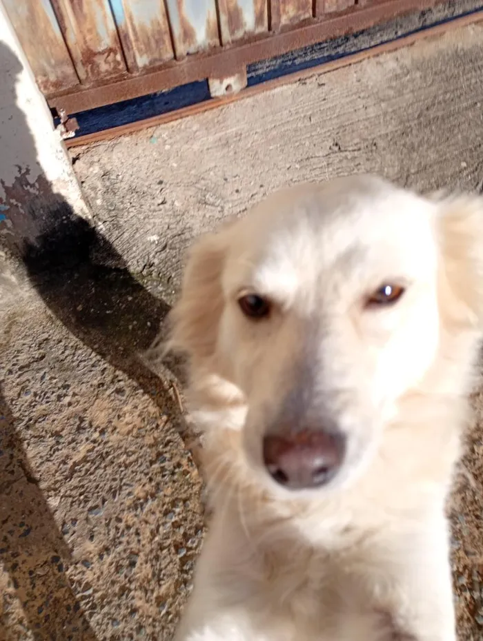Cachorro raça SRD-ViraLata idade 5 anos nome Luna 