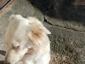 Cachorro raça SRD-ViraLata idade 5 anos nome Luna 