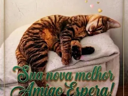 Gato raça SRD-ViraLata idade 7 a 11 meses nome toffy