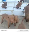 CHOCOLATE ??