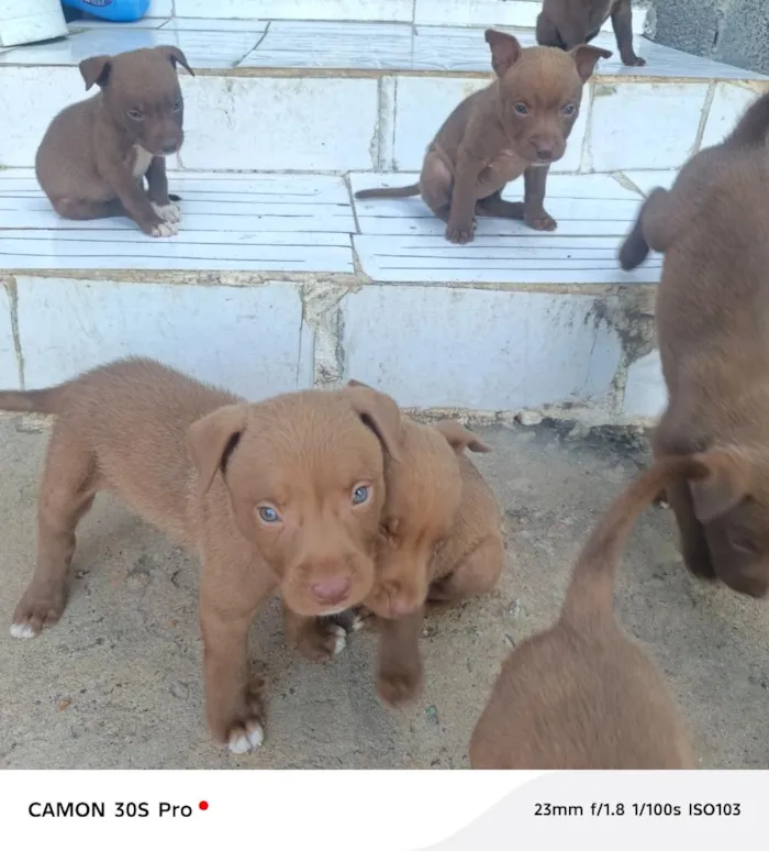 Cachorro raça SRD-ViraLata idade Abaixo de 2 meses nome CHOCOLATE ??