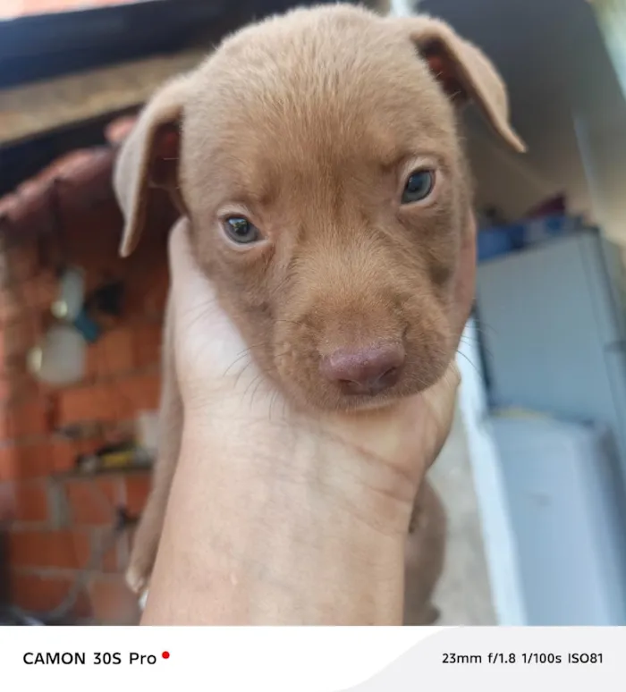 Cachorro raça SRD-ViraLata idade Abaixo de 2 meses nome CHOCOLATE ??