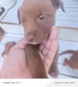 CHOCOLATE ??