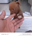 CHOCOLATE ??