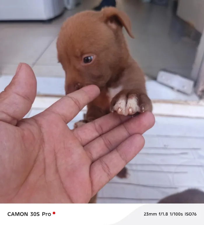 Cachorro raça SRD-ViraLata idade Abaixo de 2 meses nome CHOCOLATE ??
