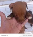 CHOCOLATE ??