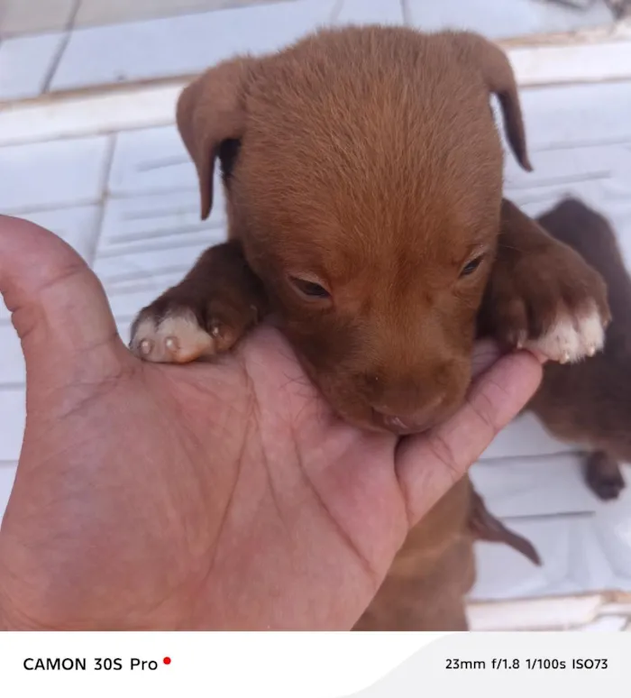 Cachorro raça SRD-ViraLata idade Abaixo de 2 meses nome CHOCOLATE ??