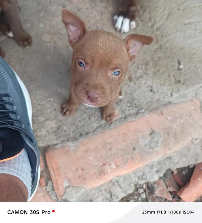 Cachorro raça SRD-ViraLata idade Abaixo de 2 meses nome CHOCOLATE ??
