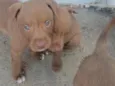 CHOCOLATE ??