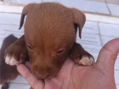 Cachorro raça SRD-ViraLata idade Abaixo de 2 meses nome CHOCOLATE ??