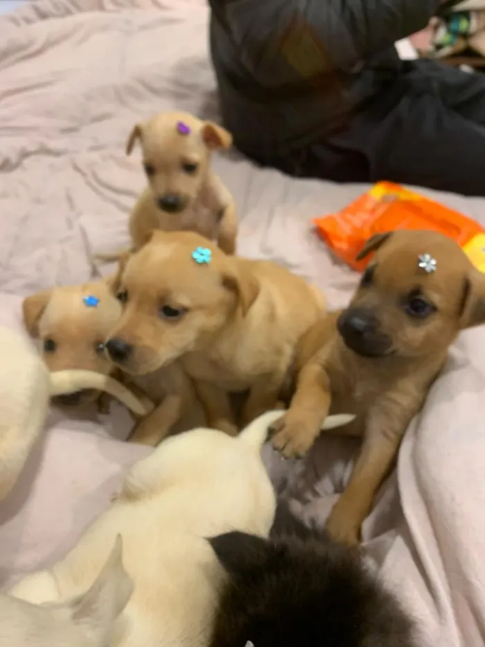 Cachorro raça SRD-ViraLata idade Abaixo de 2 meses nome filhotes