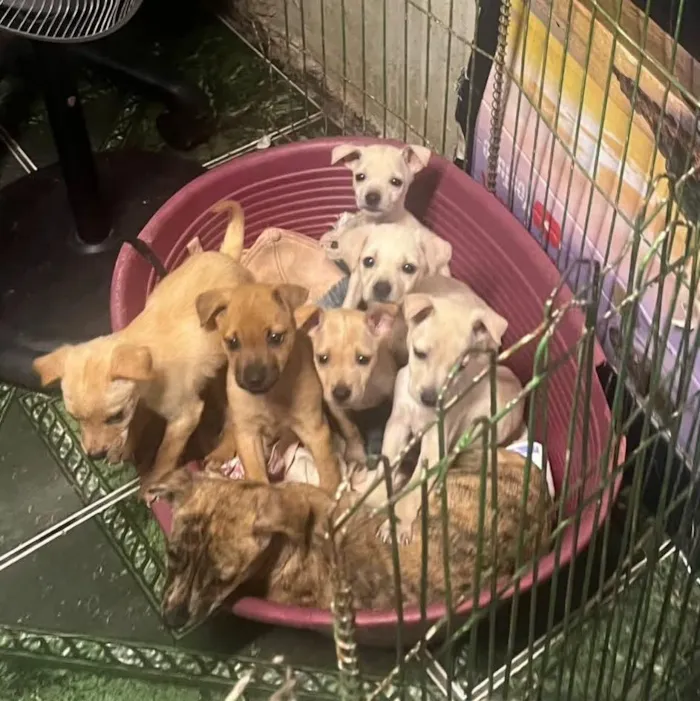 Cachorro raça SRD-ViraLata idade Abaixo de 2 meses nome filhotes