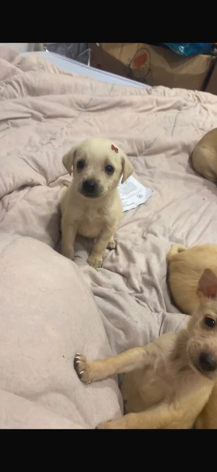Cachorro raça SRD-ViraLata idade Abaixo de 2 meses nome filhotes
