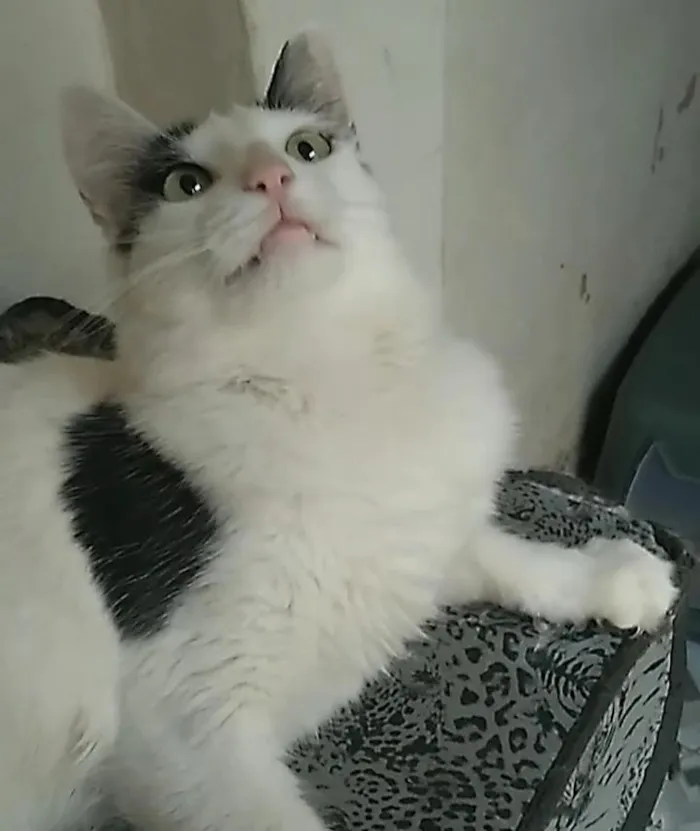 Gato raça SRD-ViraLata idade 2 a 6 meses nome Deni