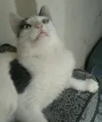 Deni