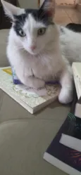 Deni