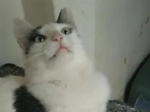 Gato raça SRD-ViraLata idade 2 a 6 meses nome Deni