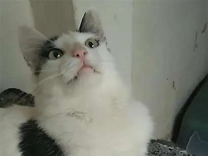 Gato raça SRD-ViraLata idade 2 a 6 meses nome Deni