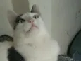 Deni