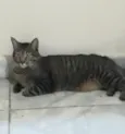Daniel
