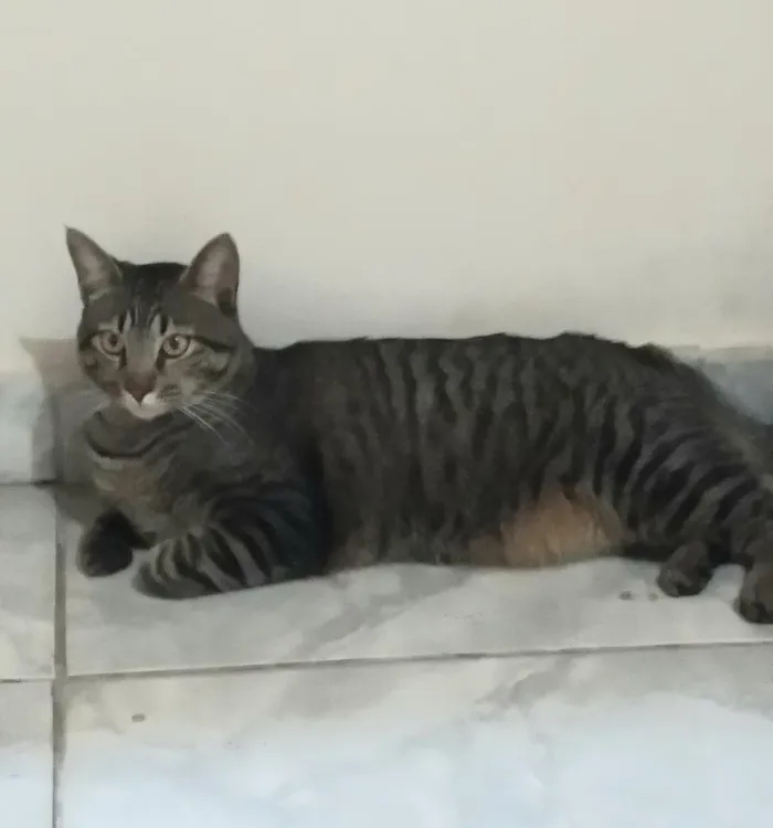 Gato raça SRD-ViraLata idade 1 ano nome Daniel
