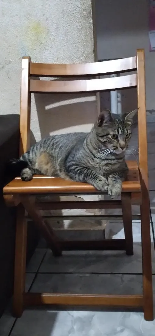 Gato raça SRD-ViraLata idade 1 ano nome Daniel