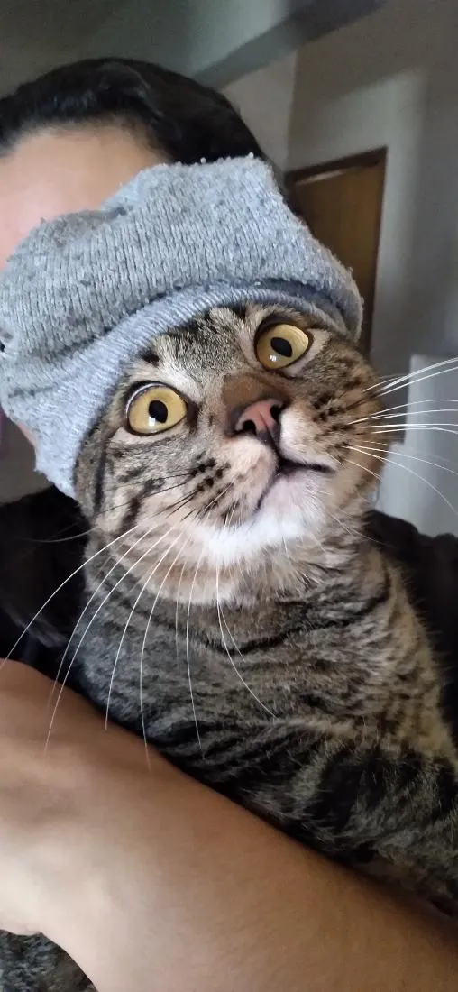 Gato raça SRD-ViraLata idade 1 ano nome Daniel