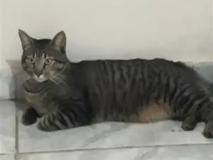 Gato raça SRD-ViraLata idade 1 ano nome Daniel