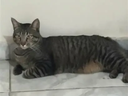 Gato raça SRD-ViraLata idade 1 ano nome Daniel