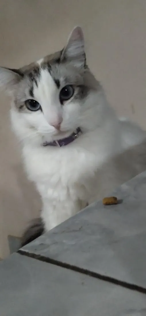 Gato raça SRD-ViraLata idade 2 anos nome Diana