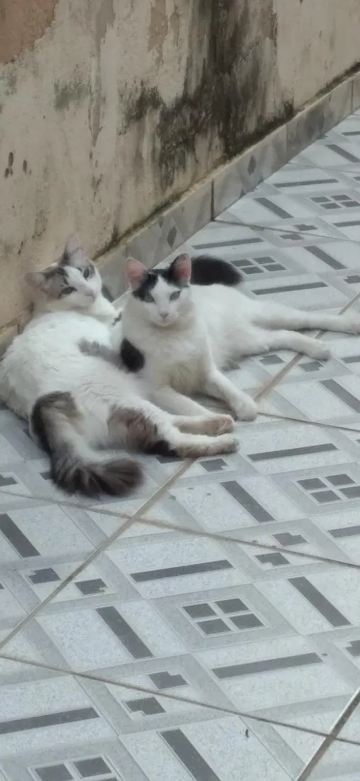Gato raça SRD-ViraLata idade 2 anos nome Diana