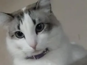 Gato raça SRD-ViraLata idade 2 anos nome Diana
