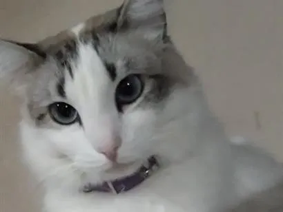 Gato raça SRD-ViraLata idade 2 anos nome Diana