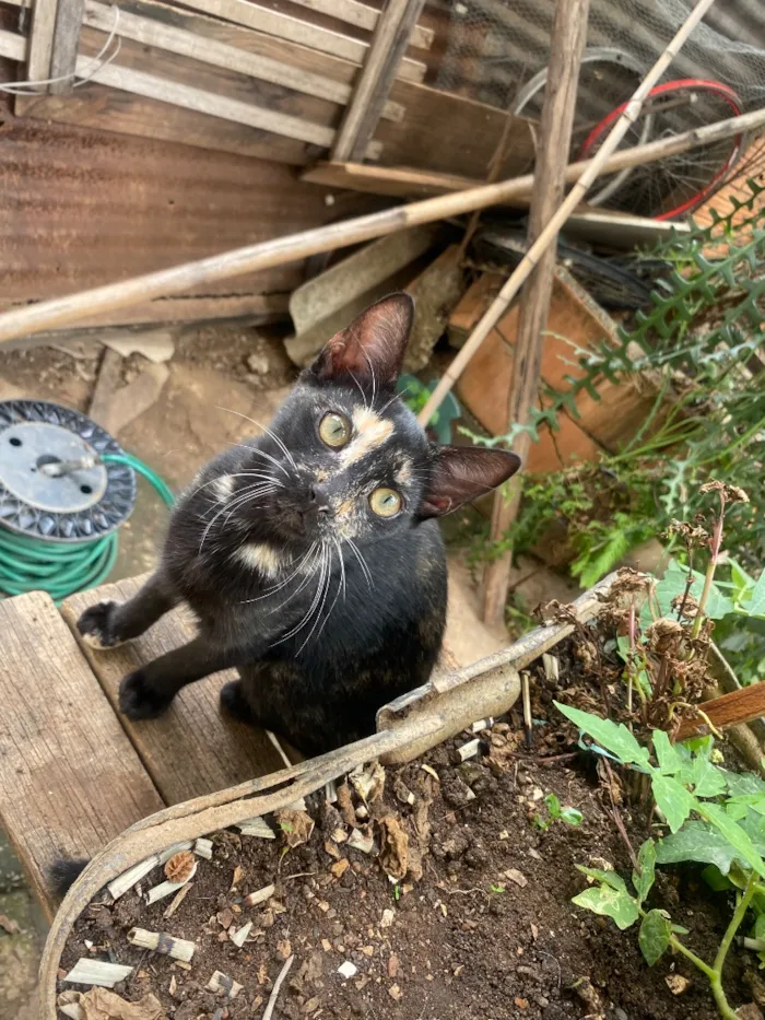 Gato raça SRD-ViraLata idade 2 a 6 meses nome Sem nome