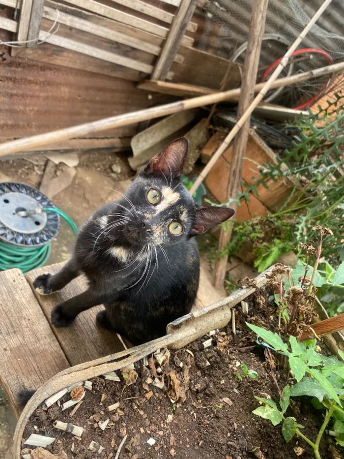 Gato raça SRD-ViraLata idade 2 a 6 meses nome Sem nome