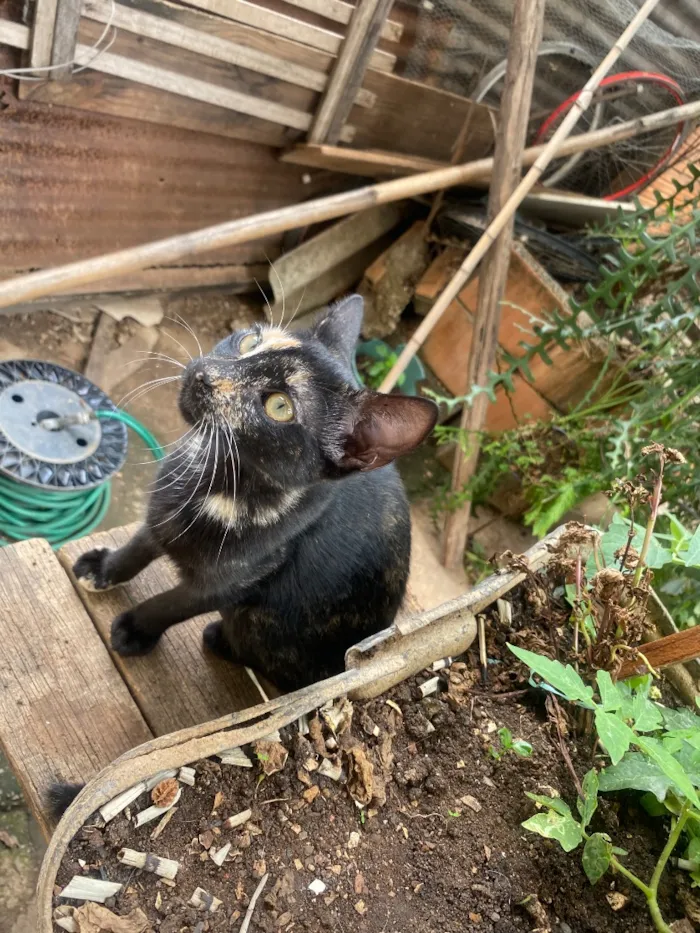 Gato raça SRD-ViraLata idade 2 a 6 meses nome Sem nome
