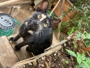Gato raça SRD-ViraLata idade 2 a 6 meses nome Sem nome