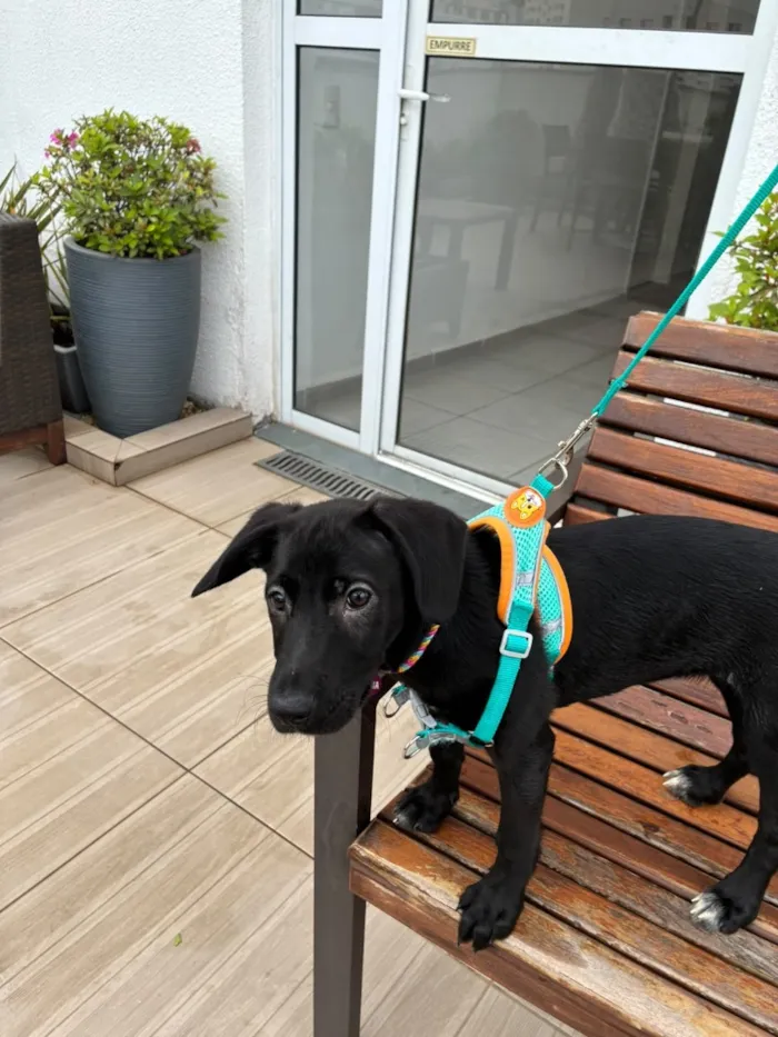 Cachorro raça SRD-ViraLata idade 2 a 6 meses nome Antônia