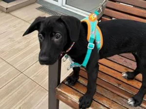 Cachorro raça SRD-ViraLata idade 2 a 6 meses nome Antônia