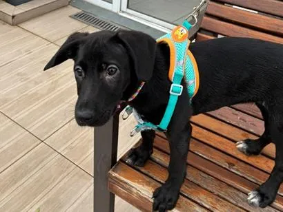 Cachorro raça SRD-ViraLata idade 2 a 6 meses nome Antônia