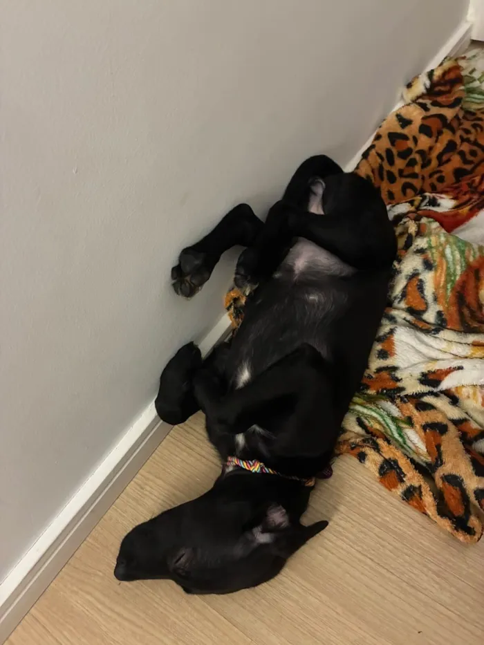 Cachorro raça SRD-ViraLata idade 2 a 6 meses nome Antônia