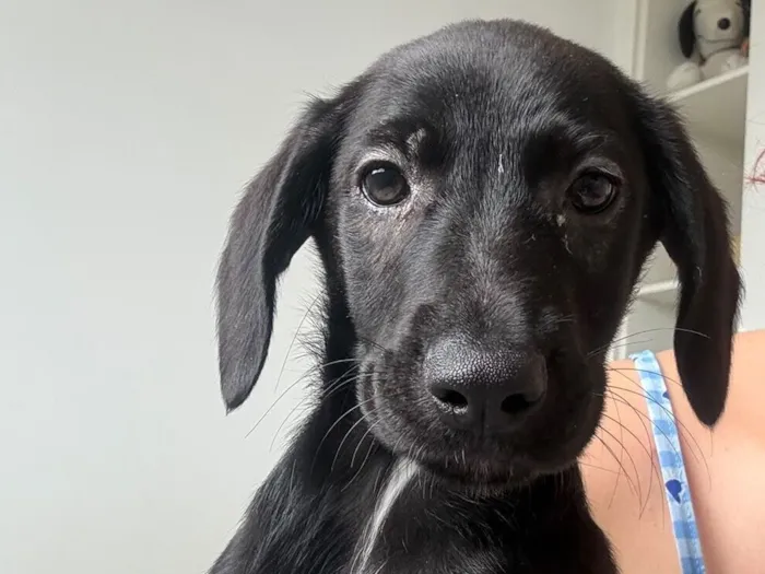 Cachorro raça SRD-ViraLata idade 2 a 6 meses nome Antônia