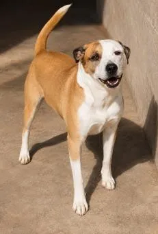 Cachorro raça SRD-ViraLata idade 5 anos nome Aslan