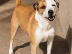 Cachorro raça SRD-ViraLata idade 5 anos nome Aslan