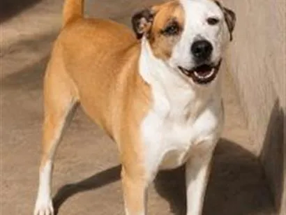 Cachorro raça SRD-ViraLata idade 5 anos nome Aslan