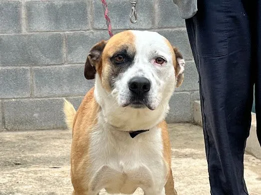 Cachorro raça SRD-ViraLata idade 5 anos nome Aslan