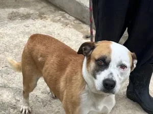 Cachorro raça SRD-ViraLata idade 5 anos nome Aslan