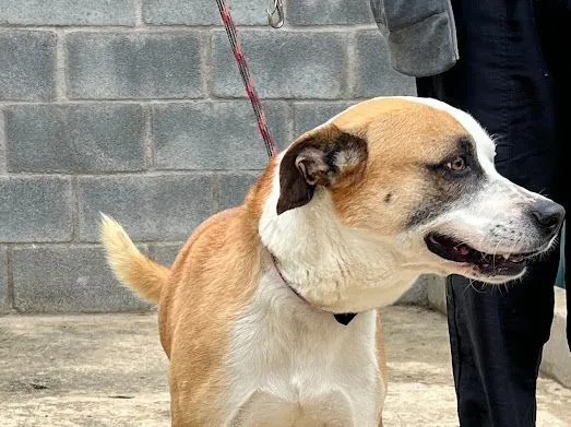Cachorro raça SRD-ViraLata idade 5 anos nome Aslan